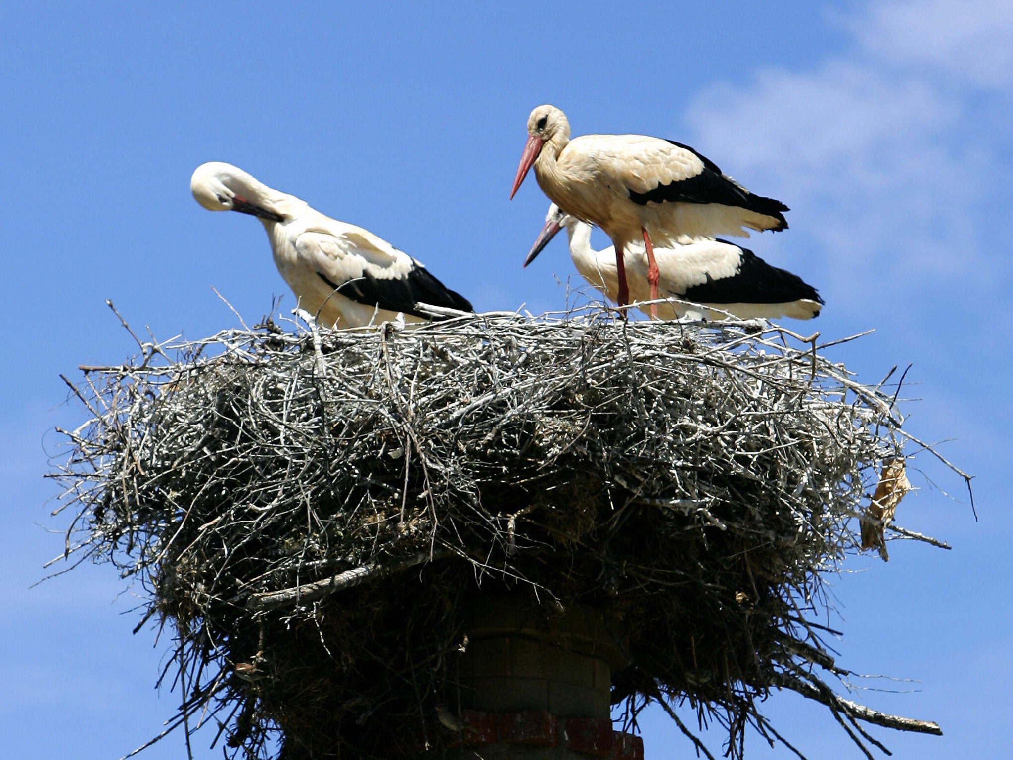 A Stork nest with three Storks is seen on the top of a chemine near Pereiras, Alentejo, 275 km south of Lisbon 25 June 2005.