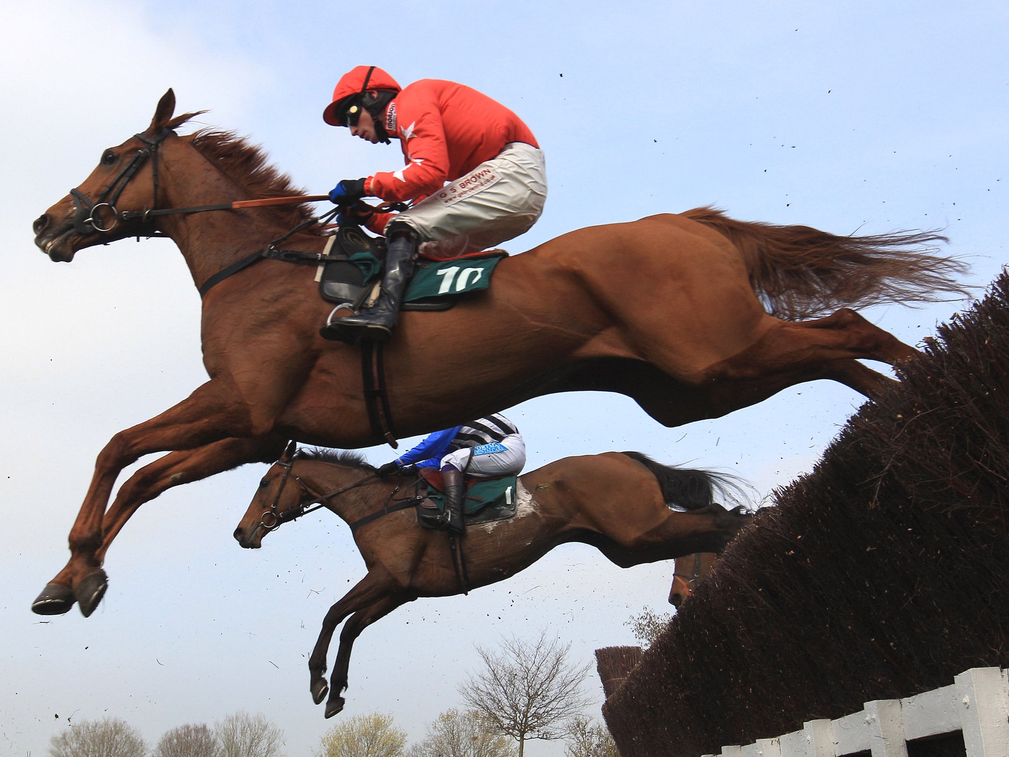 Harry The Viking jumps a fence at Cheltenham last year
