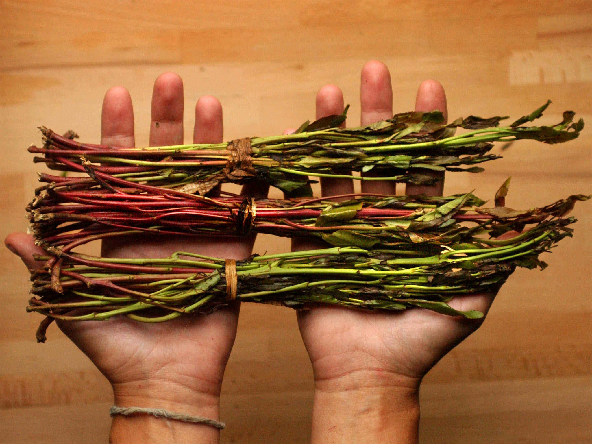 Khat is banned in the Netherlands