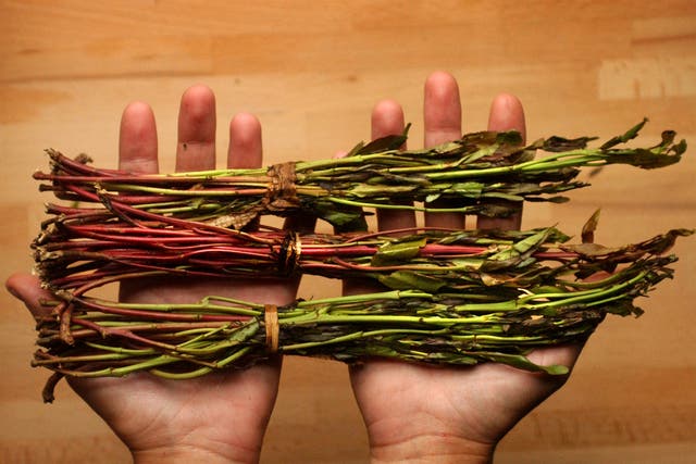 Khat is banned in the Netherlands