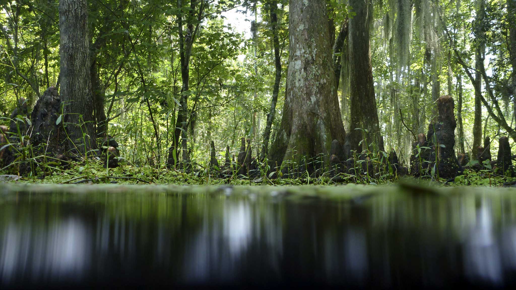 Sacred woods: a mangrove swamp on the Gulf of Mexico in Louisiana