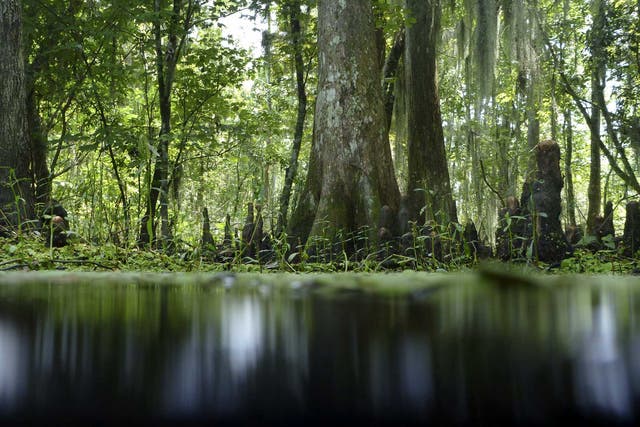 Sacred woods: a mangrove swamp on the Gulf of Mexico in Louisiana