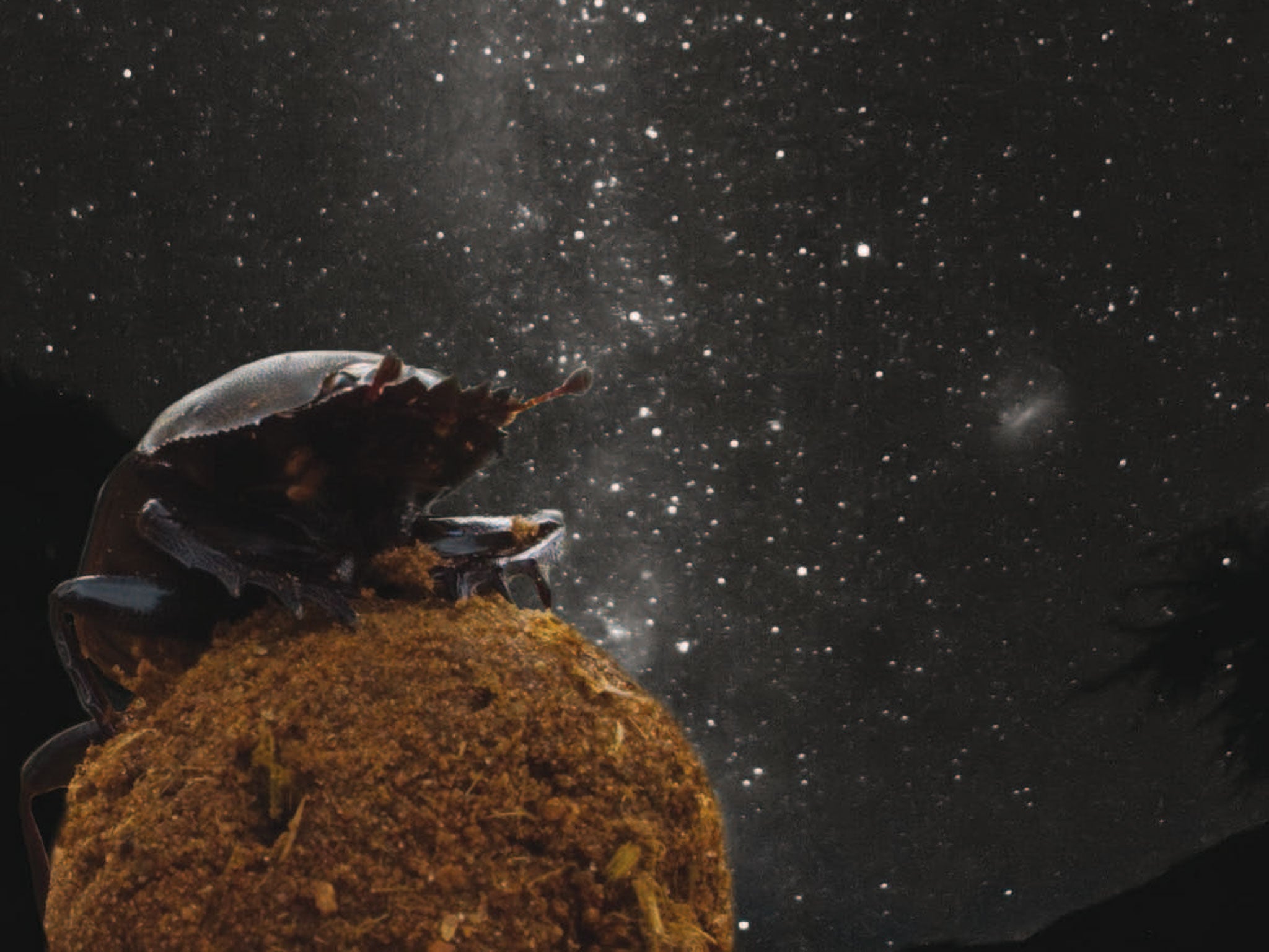 Dung beetles navigate by the light of the Milky Way