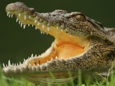 Human remains found inside crocodile amid hunt for missing fisherman