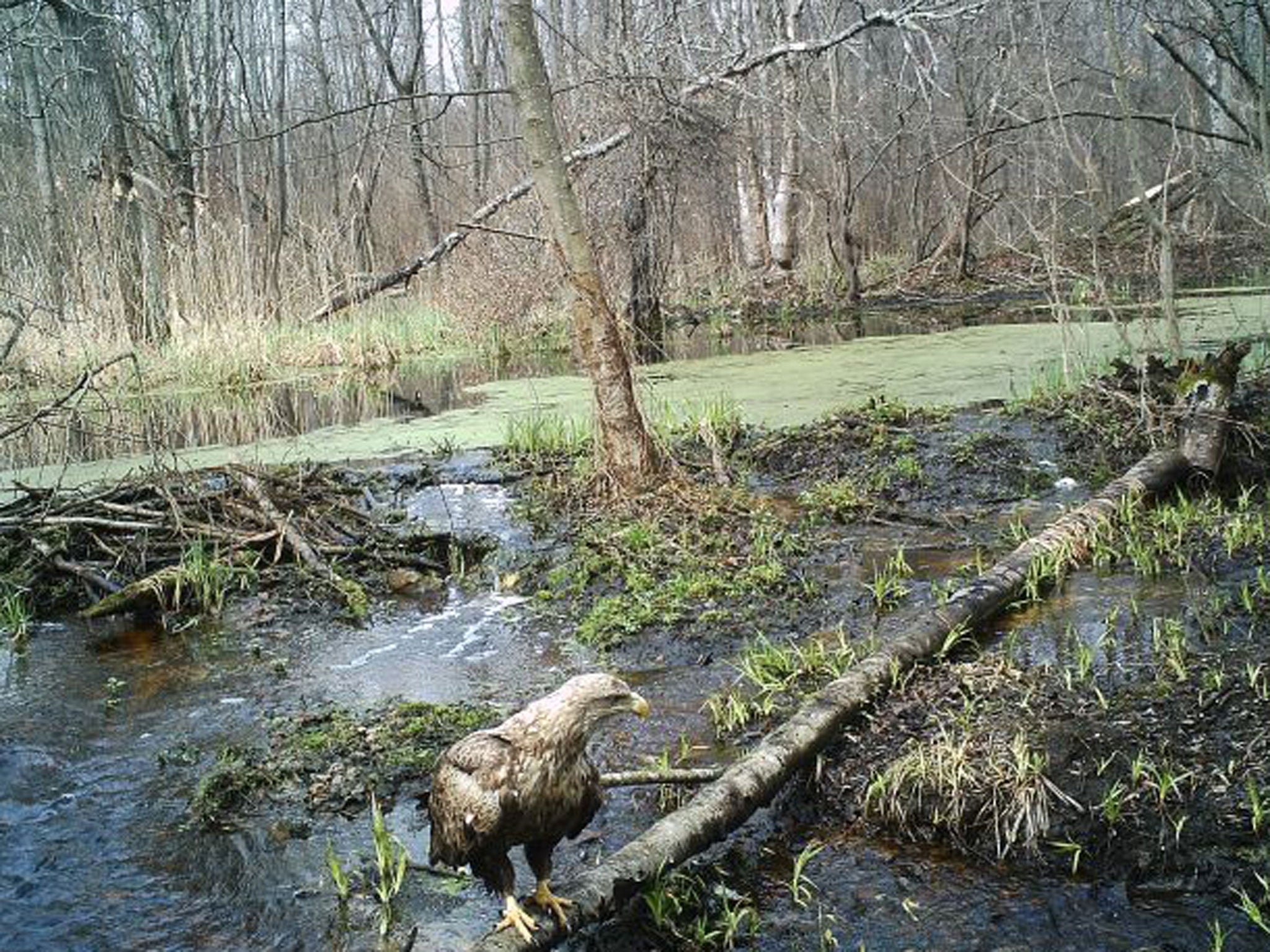 Sergei Gaschak’s photography captured a wolf, a lynx and a white-tailed eagle in the region around the nuclear plant