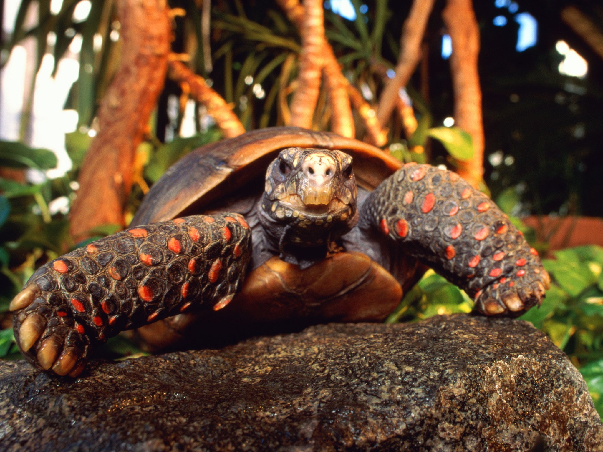 Red-footed tortoises like Manuela can go without food for long periods of time