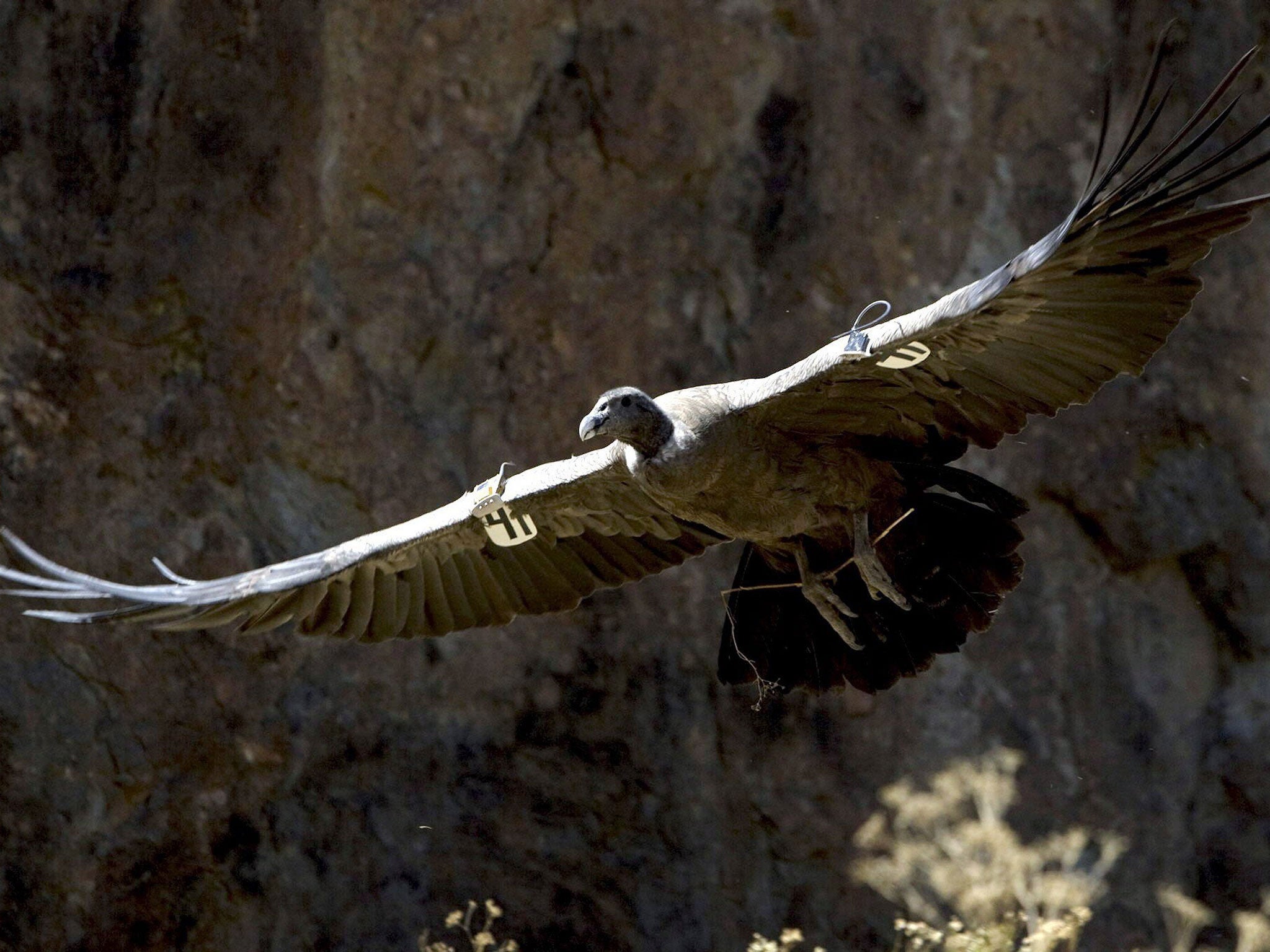Big trouble: A tagged condor in Chile. Peru is belatedly trying to help the birds