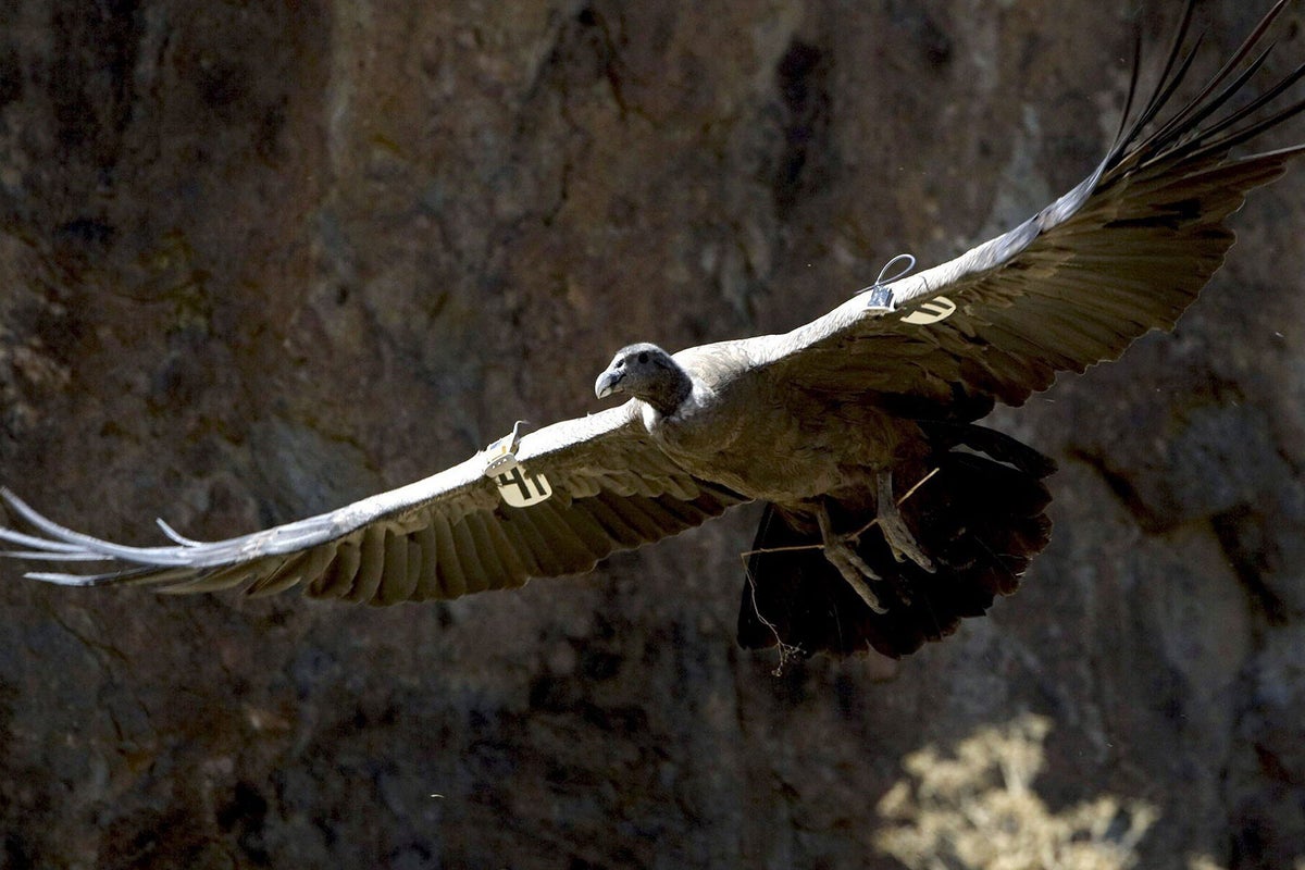 Are we seeing the last flight of the condor? | The Independent | The ...