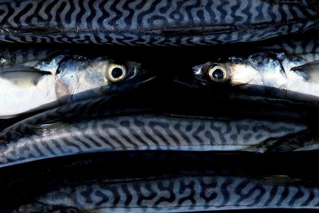 Mackerel: according to the Marine Conservation Society, this humble superfood must be shunned by anybody who cares about our planet. 