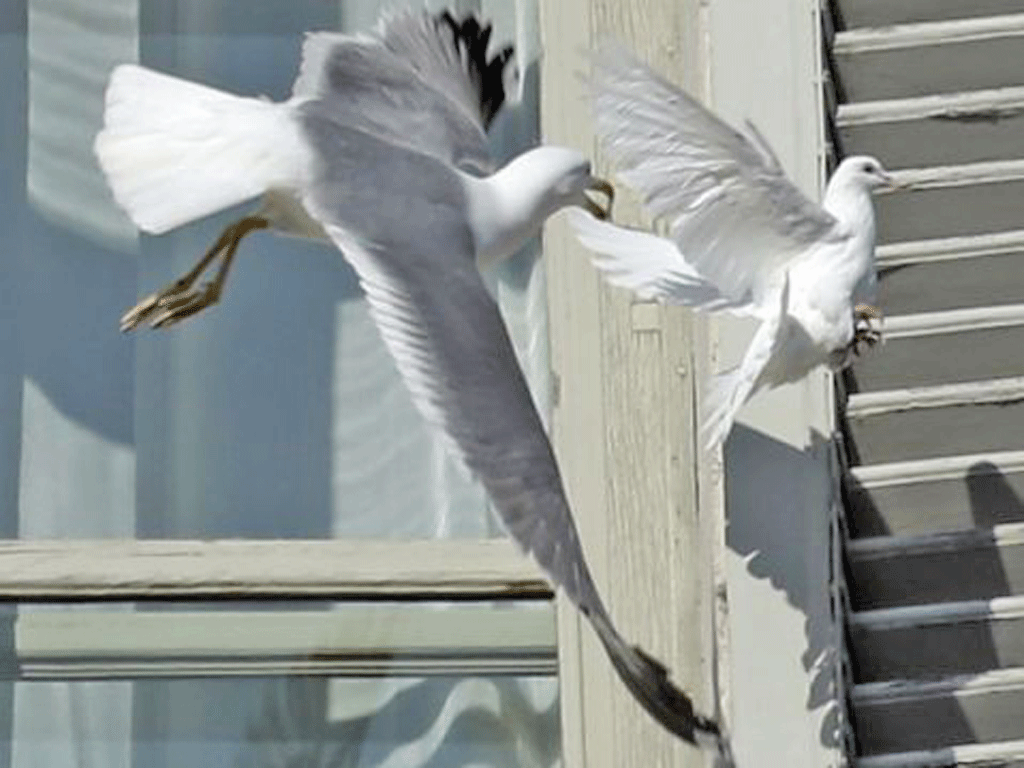 A seagull attacks the dove released by Pope Benedict XVI during the Angelus prayer in Saint Peter's square, at the Vatican