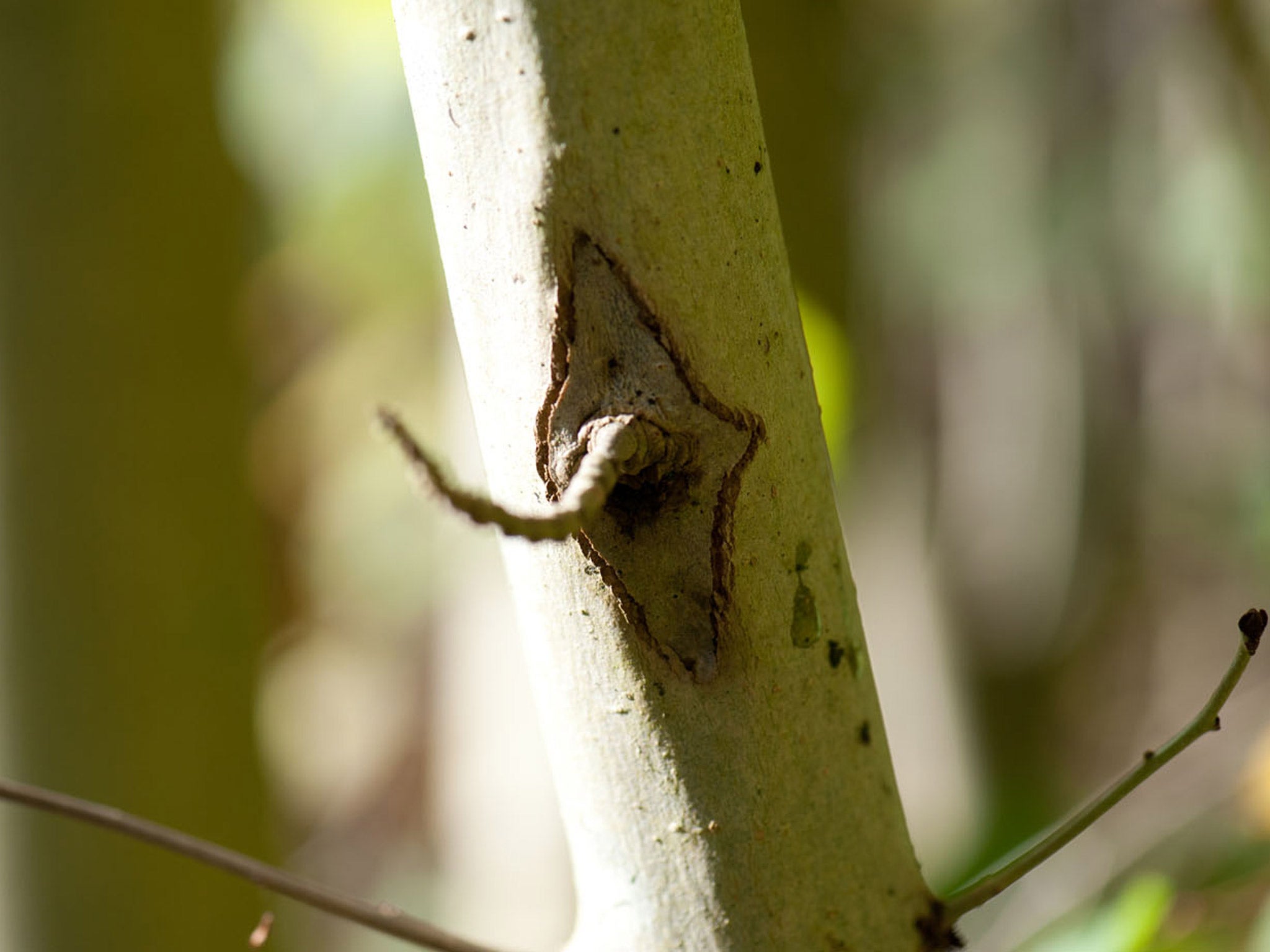 Ash dieback pathogen (Chalara fraxinea): A pest organism fatal to ash trees. It was found in Britain last year, both on imported ash seedlings, but also in the wild – meaning that it may have come in on the wind