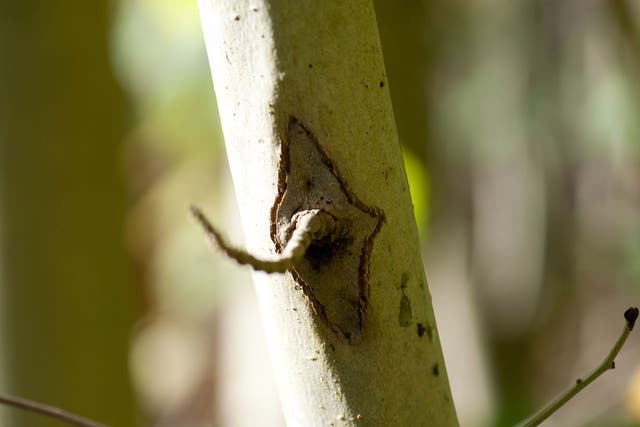 Ash dieback pathogen (Chalara fraxinea): A pest organism fatal to ash trees. It was found in Britain last year, both on imported ash seedlings, but also in the wild – meaning that it may have come in on the wind