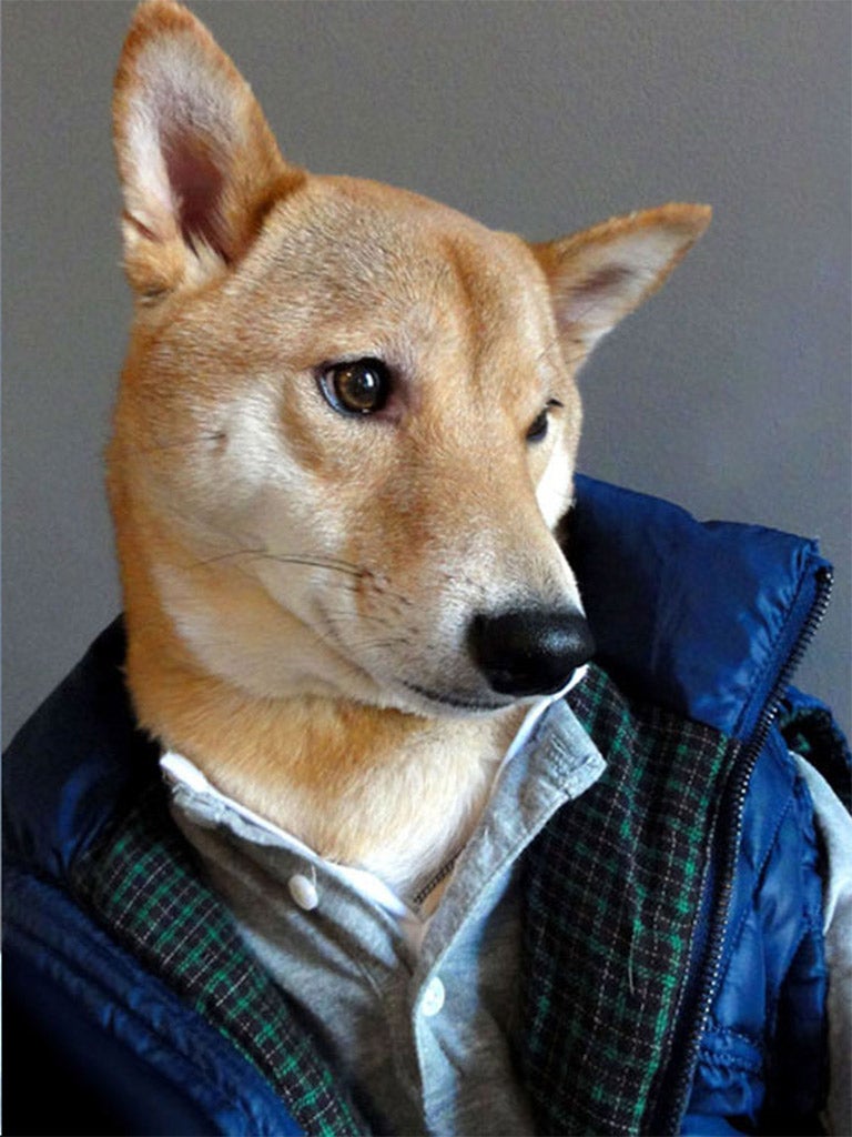 'A panache for all things style': Menswear Dog