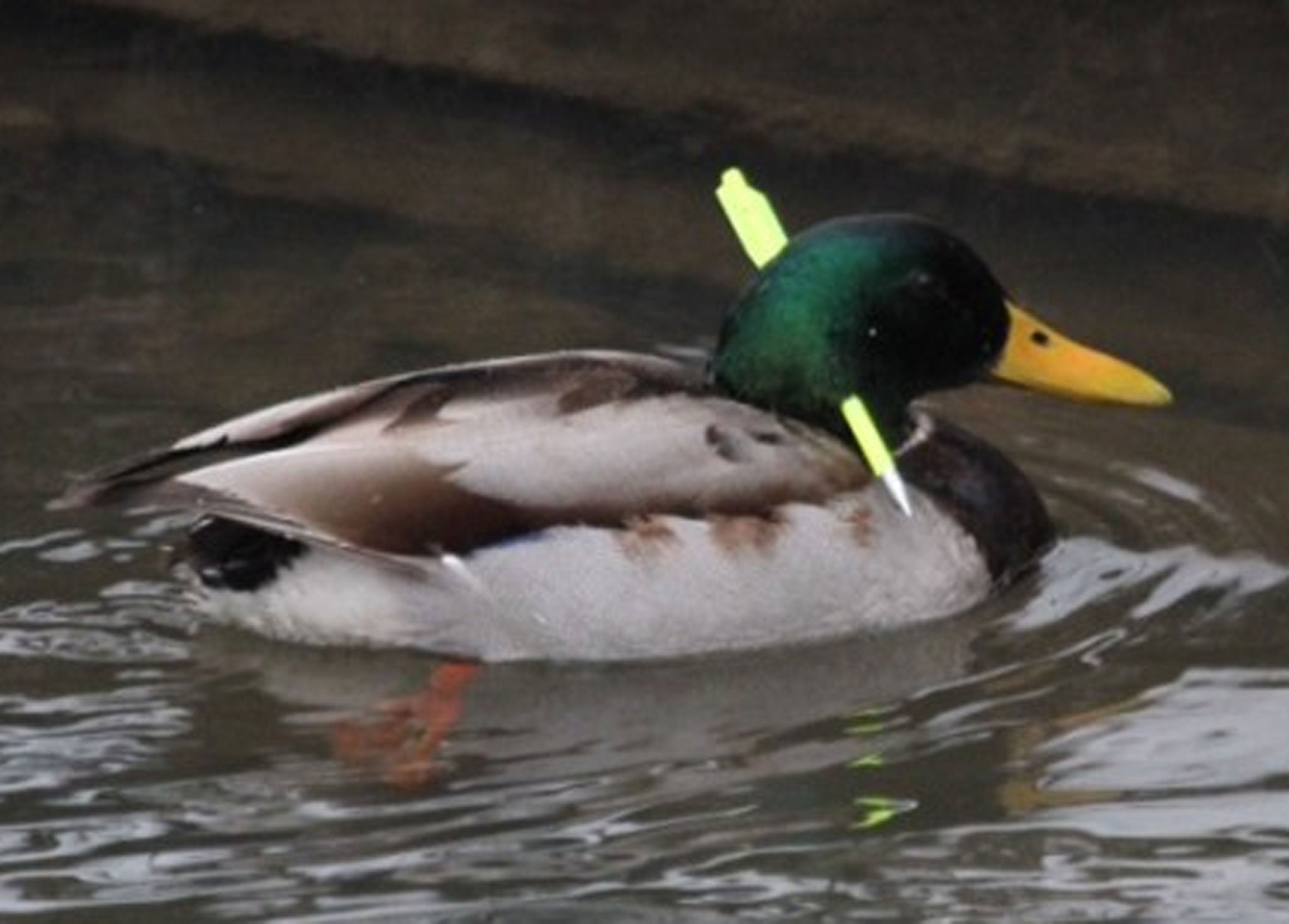 The mallard duck was spotted with the bolt through its head in the Dearne Valley County Park in Barnsley