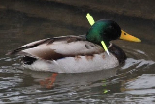 The mallard duck was spotted with the bolt through its head in the Dearne Valley County Park in Barnsley