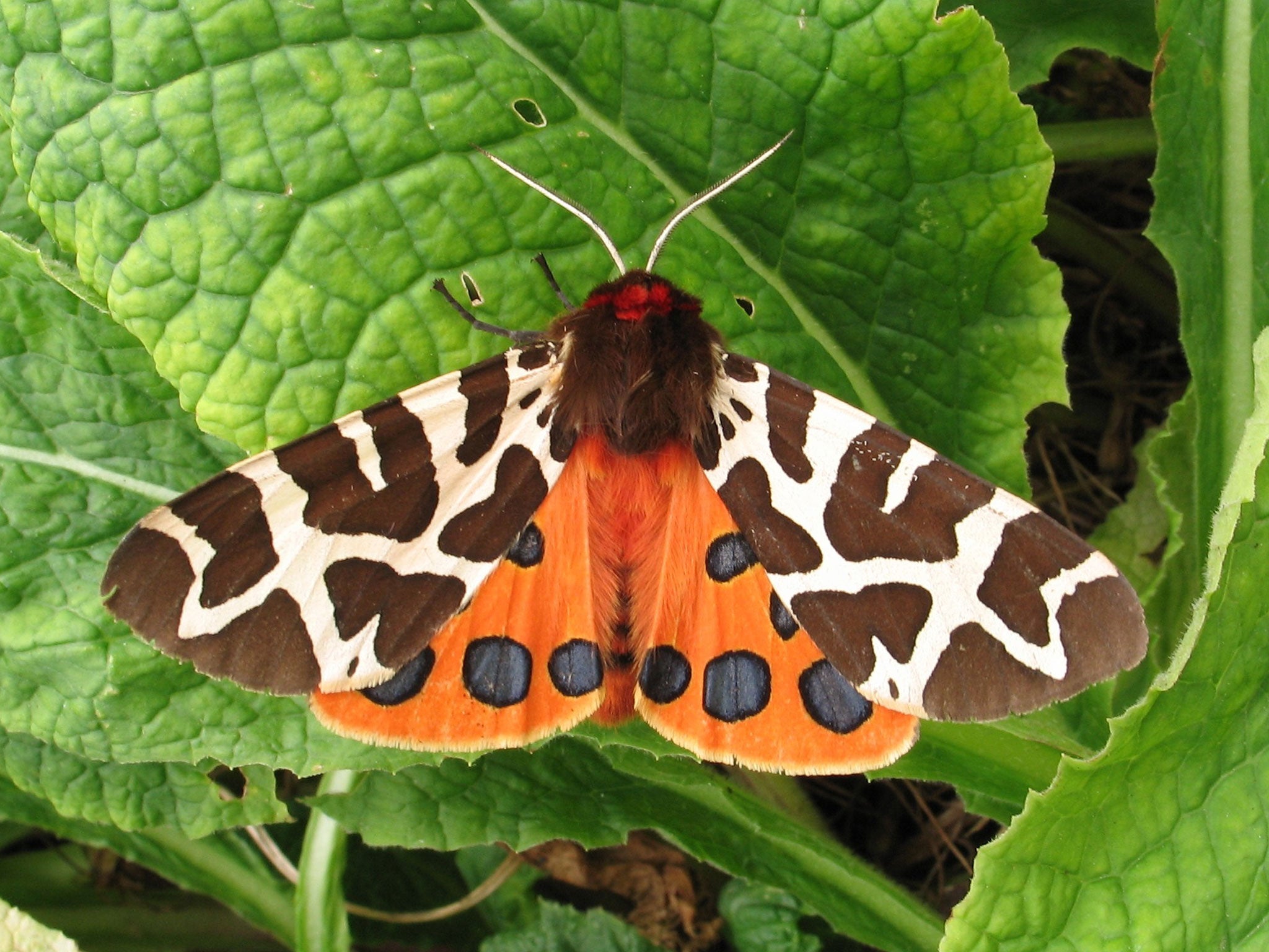 The garden tiger moth (pictured) and the spinach moth, are endangered