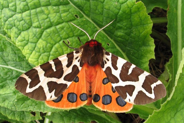 The garden tiger moth (pictured) and the spinach moth, are endangered