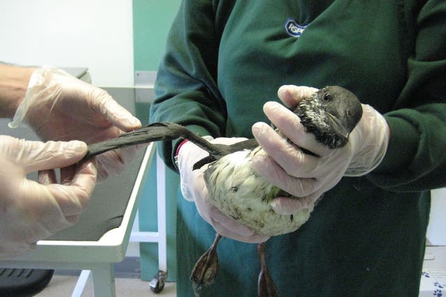 One of the hundred seabirds which were washed up on the south coast covered in an unidentified sticky white substance