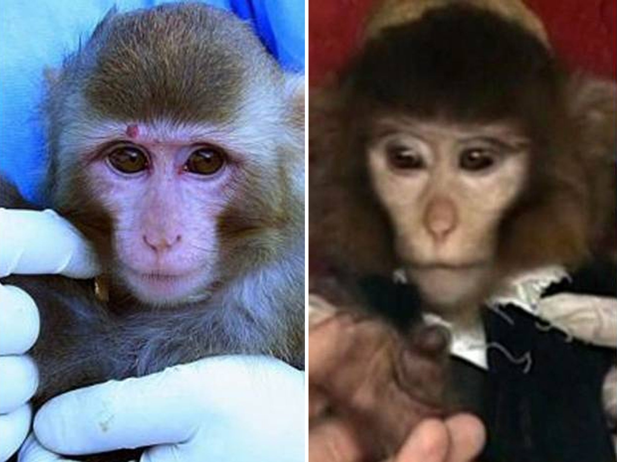 Images Iran initially claimed were the same monkey, but were forced to admit were different.