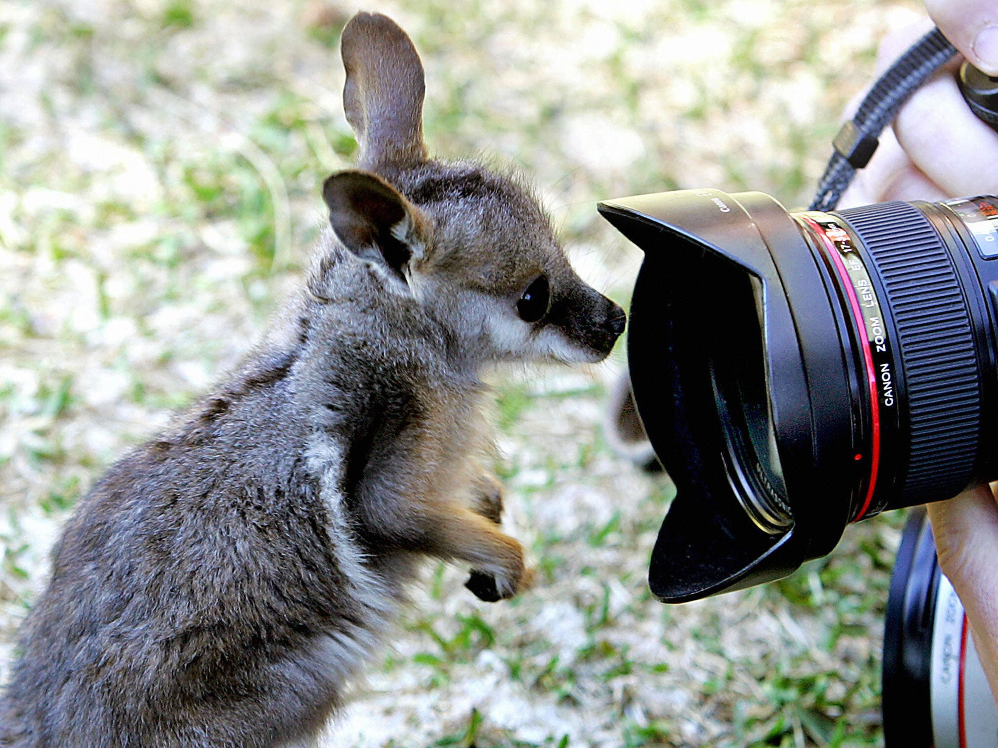 Hold that pose: A yellow-footed rock wallaby joey seems fascinated by the lens