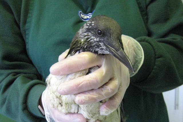 The pollution spill may affect thousands of seabirds