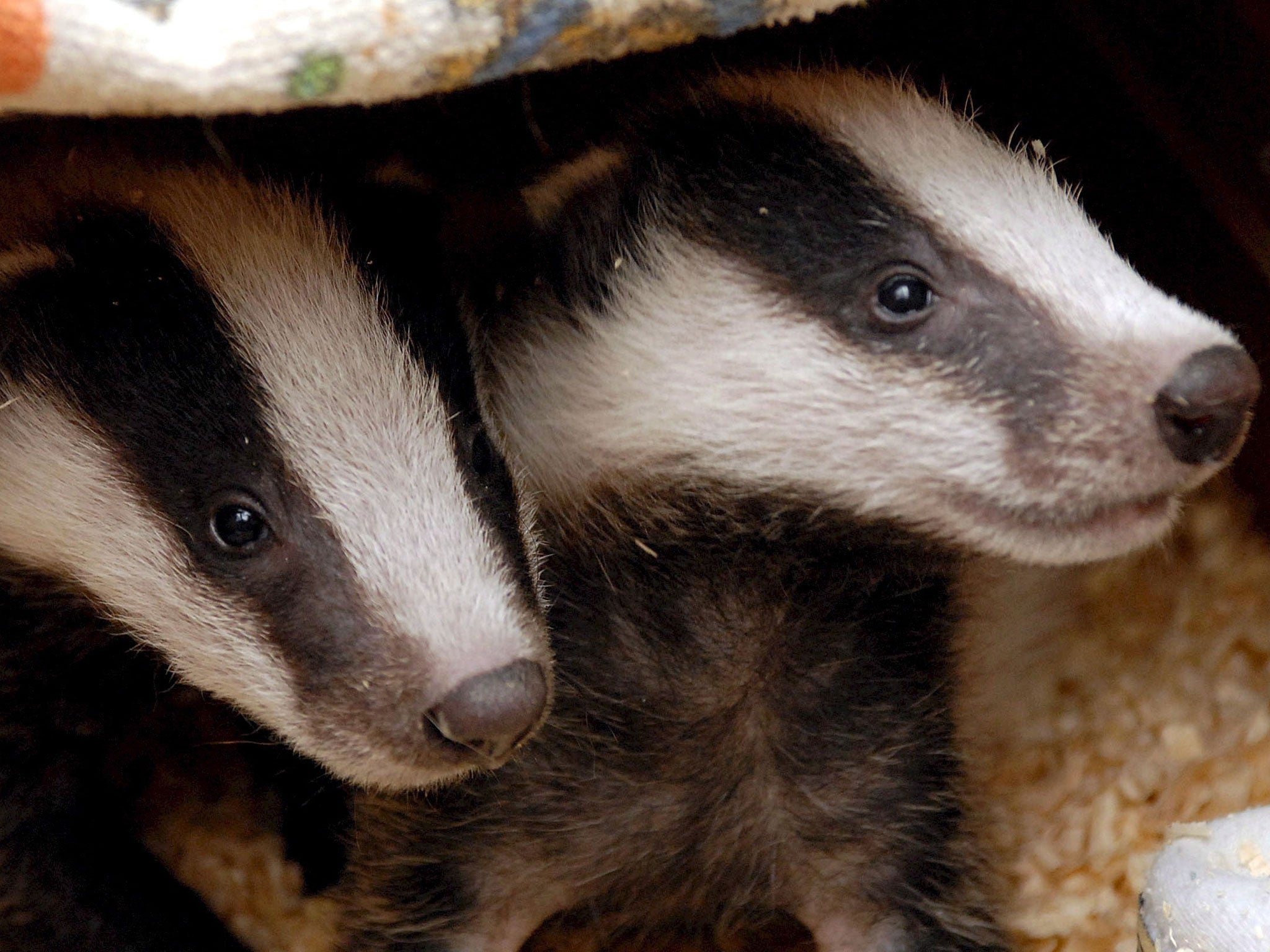 Badgers' habitats may also be in danger