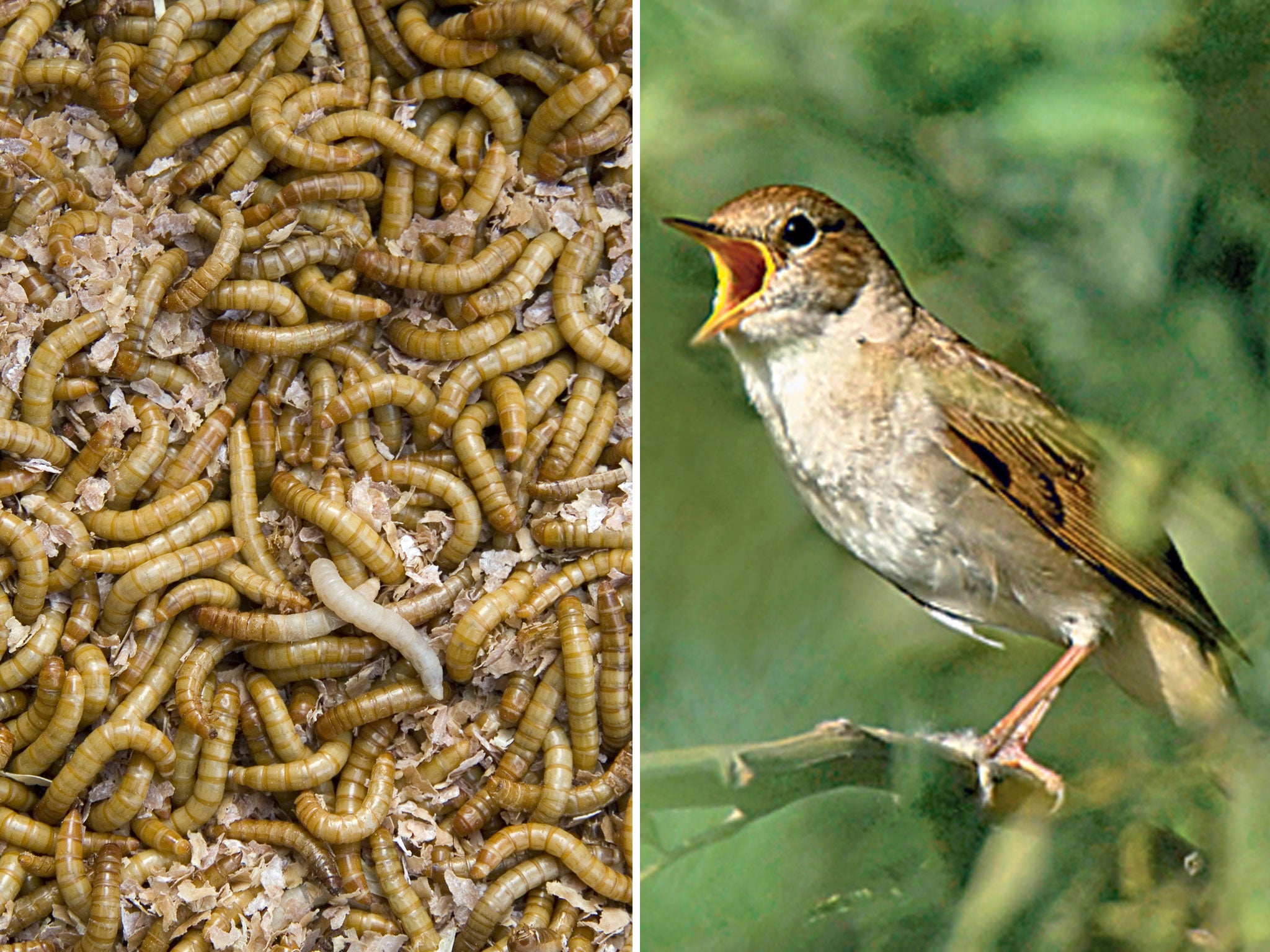 During the wintry weather the natural sources of food change for birds