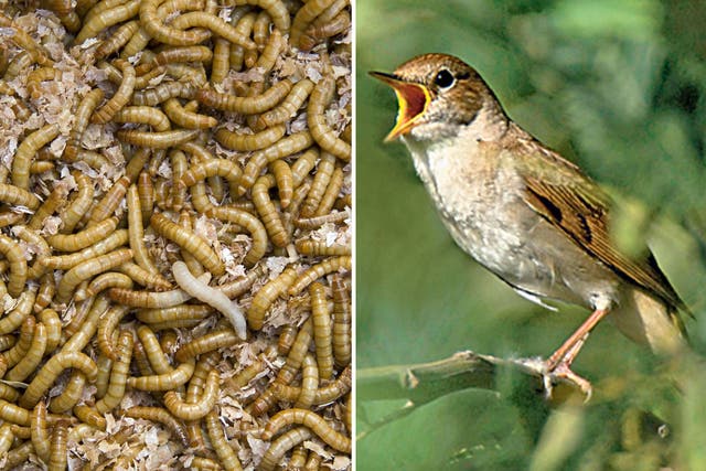 During the wintry weather the natural sources of food change for birds