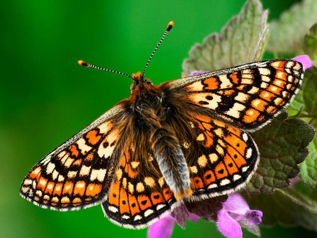 The marsh fritillary butterfly is returning to parts of the West Country