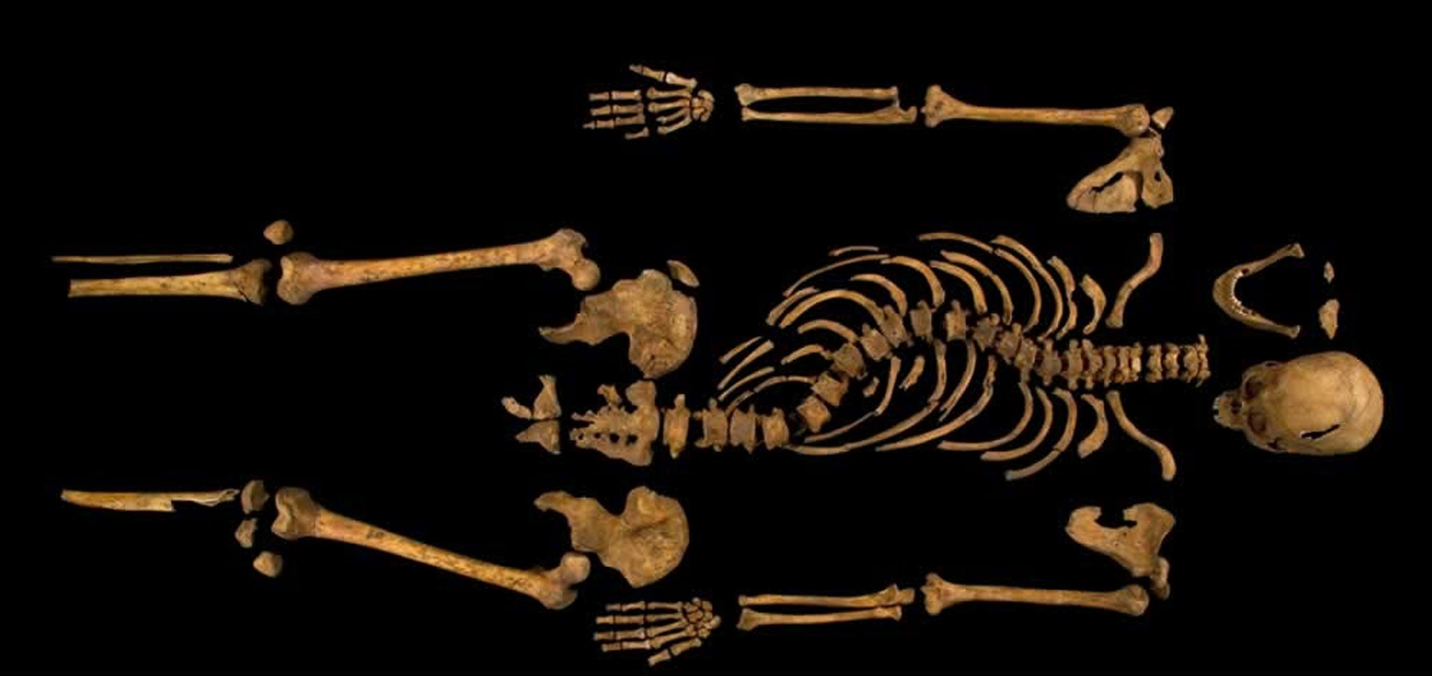 King Richard III's complete skeleton