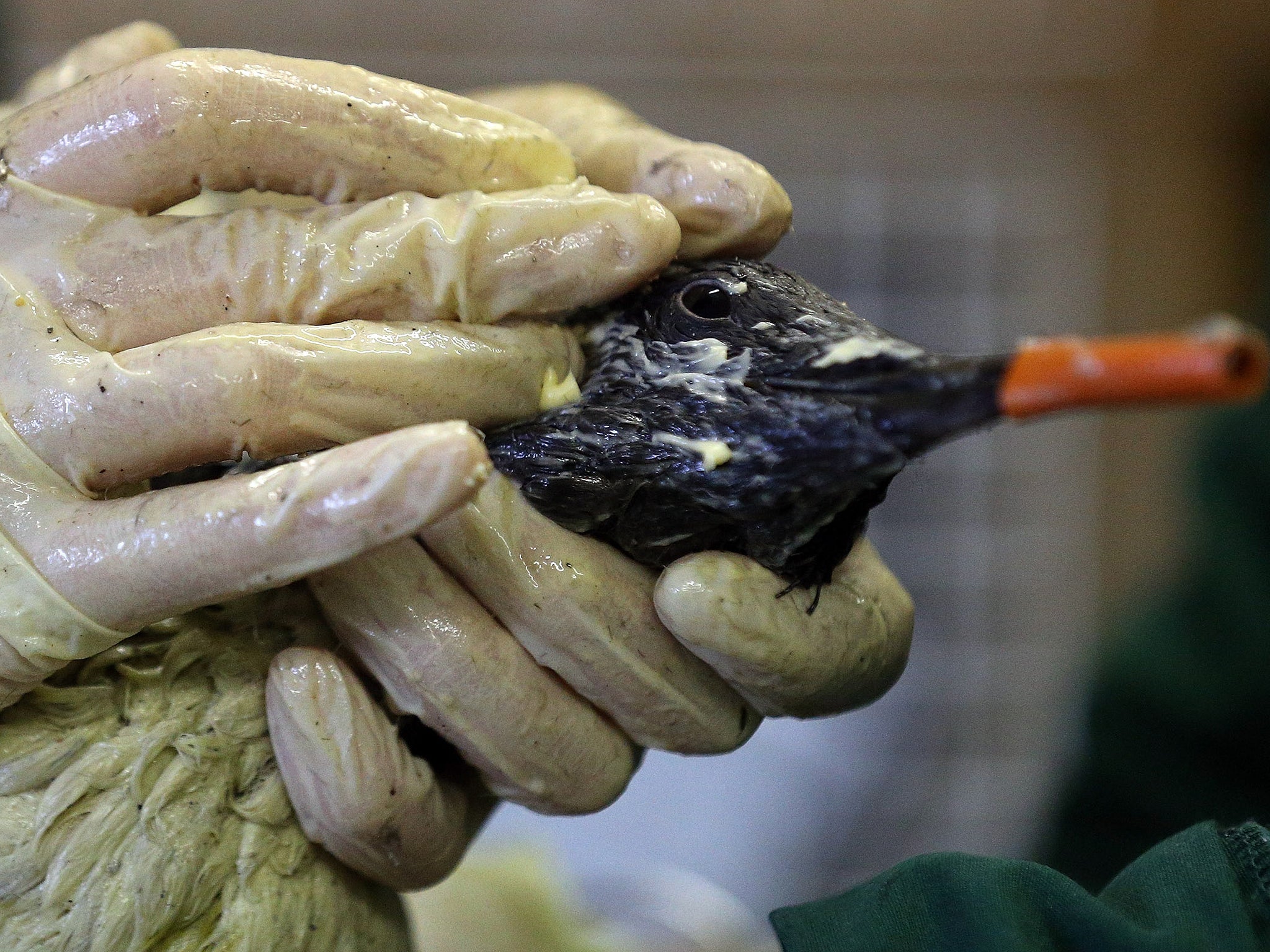 Staff at the RSPCA West Hatch Wildlife Centre rub margarine into the feathers to help clean a stricken guillemot covered in pollutant near Taunton