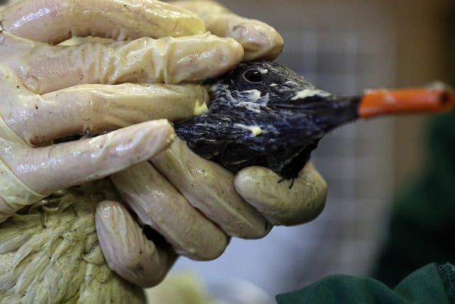 Staff at the RSPCA West Hatch Wildlife Centre rub margarine into the feathers to help clean a stricken guillemot covered in pollutant near Taunton