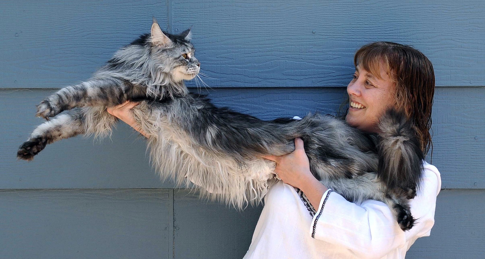 Stewie was the longest cat in the world