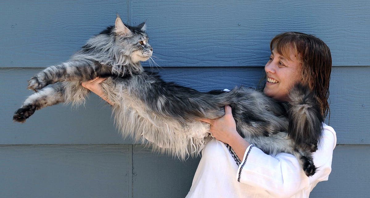 So long to the world's longest cat The Independent The Independent
