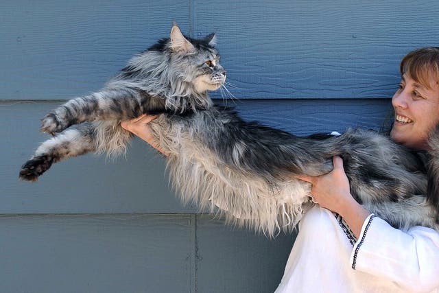 Stewie was the longest cat in the world