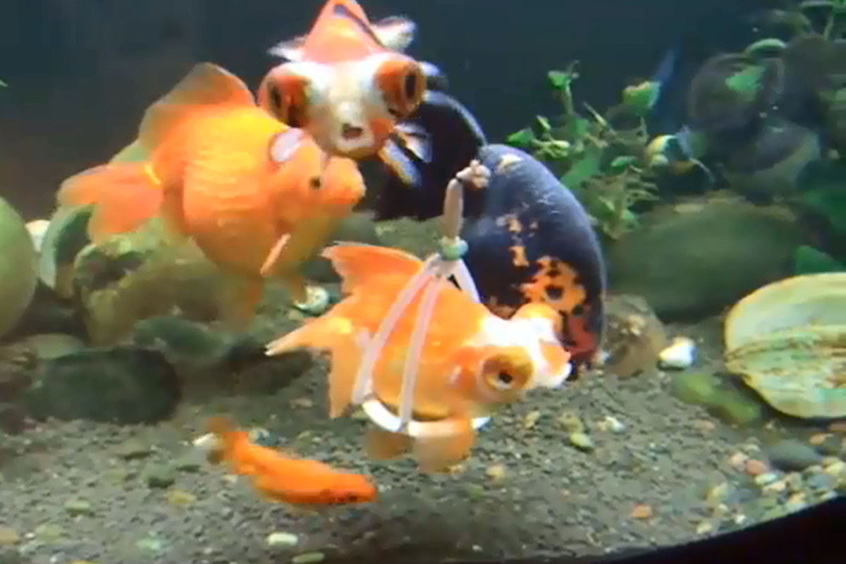Video: Disabled goldfish given a harness to help it stay afloat | The ...