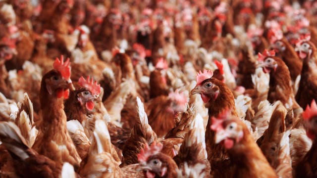 Fast food: a chicken goes from hatching to supermarket shelf in little more than a month