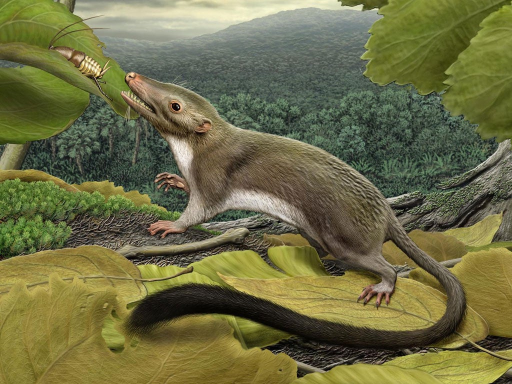An artists impression of the earliest ancestor of most mammals living today, including humans