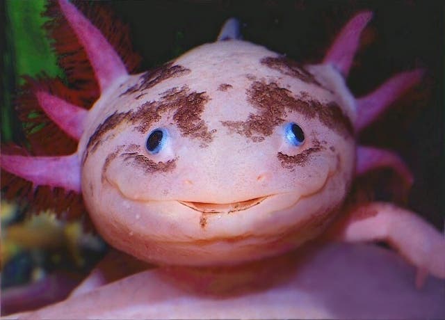 <p>Axolotl: A salamander native to Mexico with superb regenerative capabilities</p>