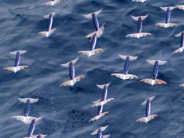 Hokkaido University captured images of squid gliding through the air, calculated at speeds of up to 11.2 metres a second