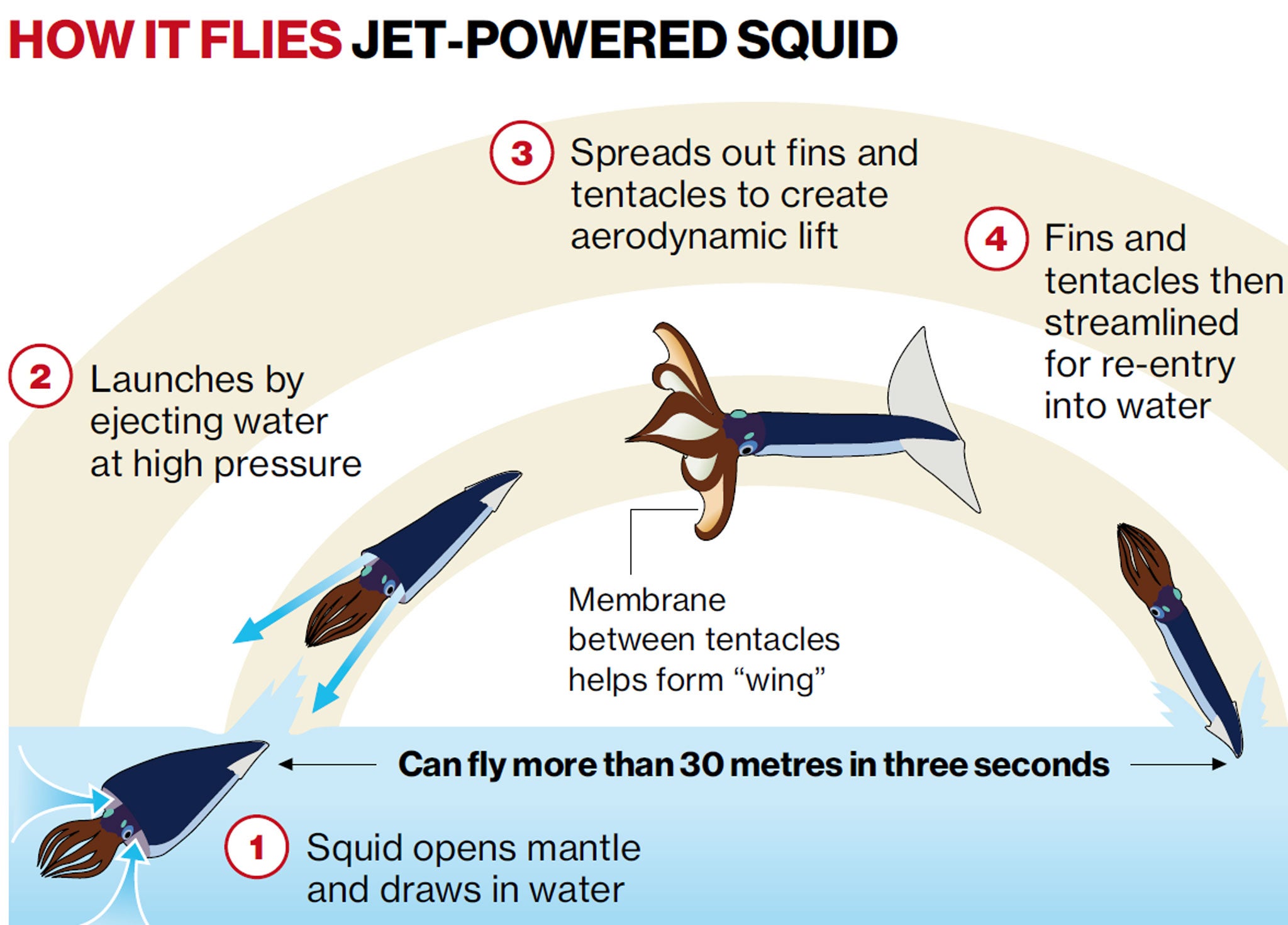 A Japanese Flying Squid : r/TheDepthsBelow