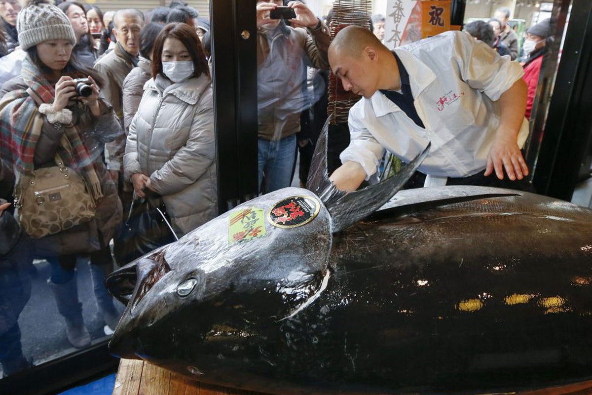 Tunanomics: the story of the million dollar fish | The Independent ...