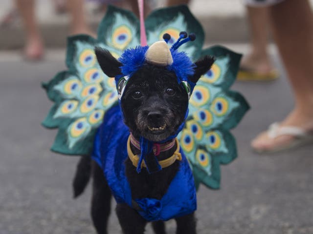 This little pup isn't feeling as blue as its costume at the "Blocao" dog carnival parade in Rio de Janeiro