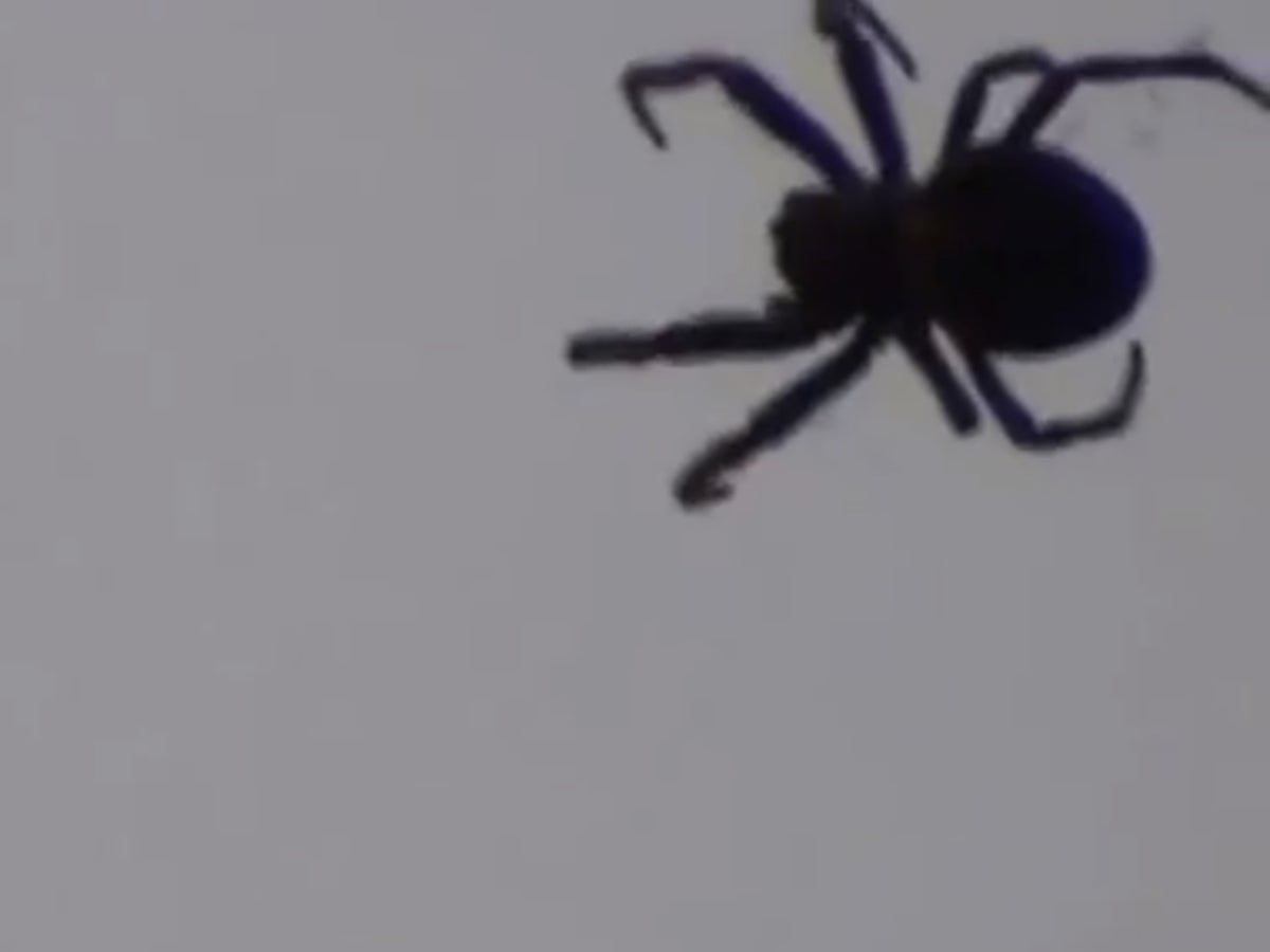 Its Raining Spiders Spiders Are 'falling Out Of The Sky' In California