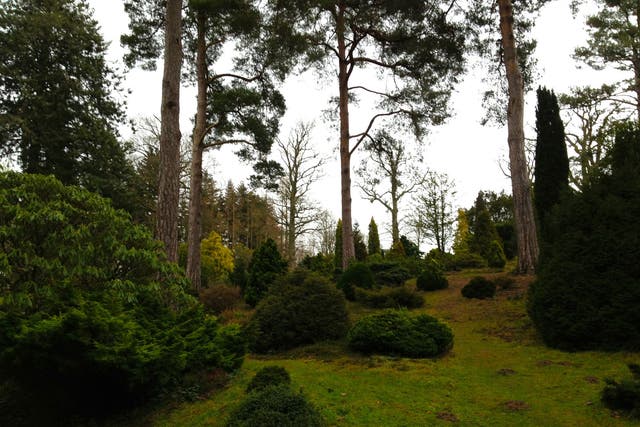 Green world: Bedgebury National Pinetum in Kent