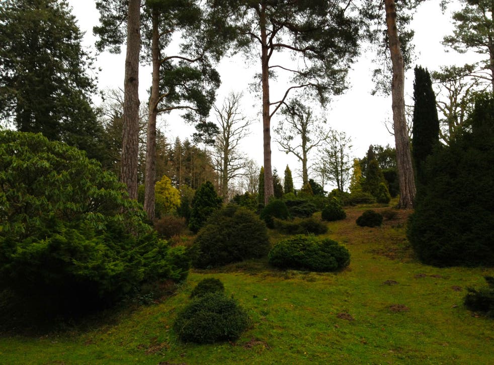 Green world: Bedgebury National Pinetum in Kent