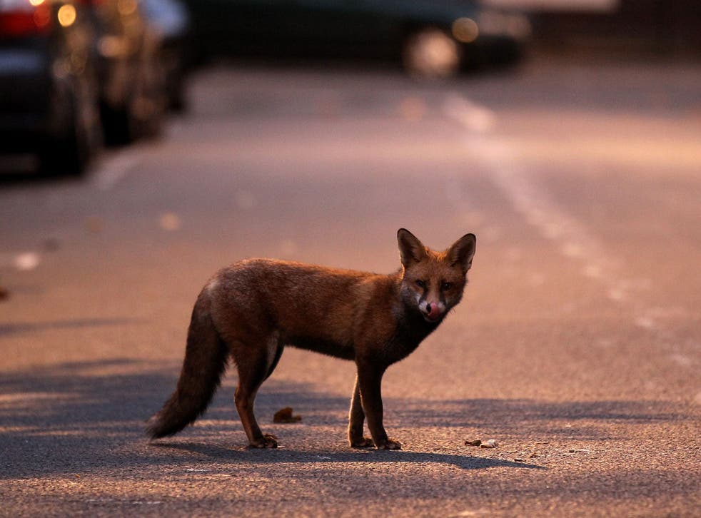 An estimated 10,000 foxes are thought to roam London