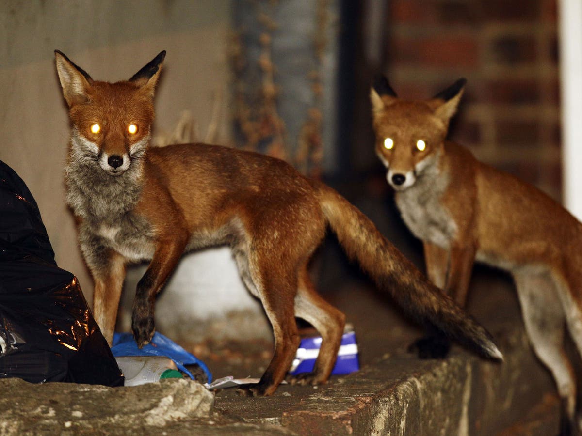 Worcester's Ecotarium mourns Socks the fox, animal ambassador