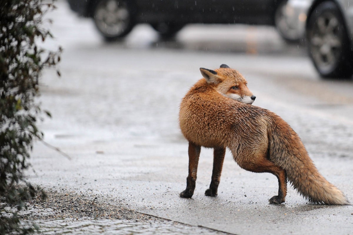 Neither cuddly, nor evil – why do foxes makes fools of us all? | The ...