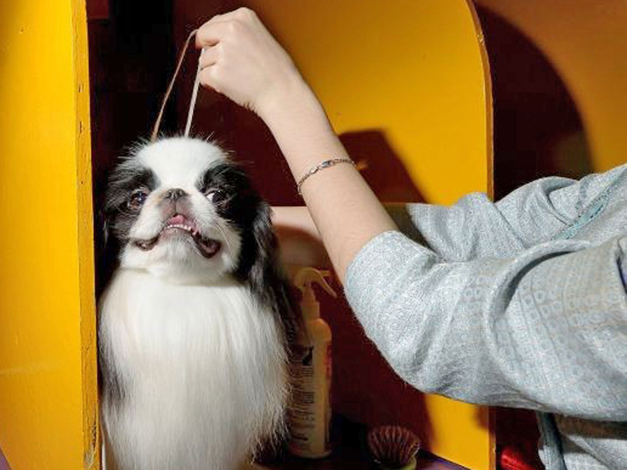 It's grooming time at Westminster Kennel Club dog show The Independent